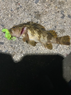 タケノコメバルの釣果