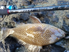 オオモンハタの釣果