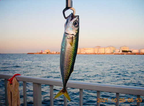 サバの釣果