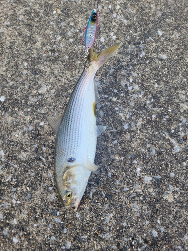 コノシロの釣果