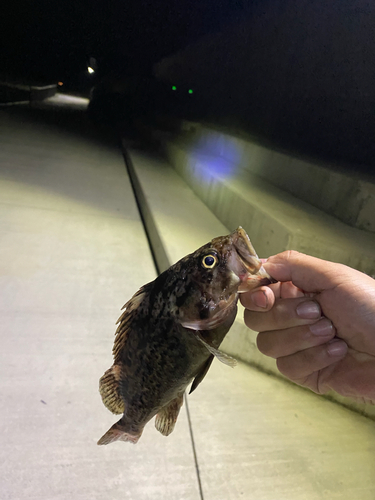 クロソイの釣果