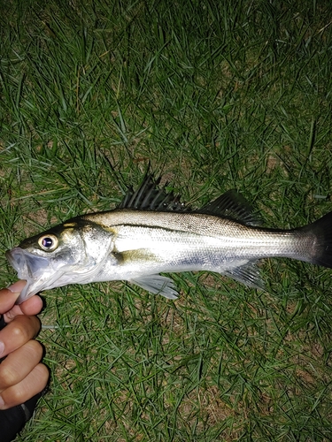 セイゴ（マルスズキ）の釣果