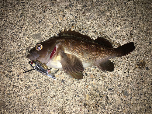 ガヤの釣果