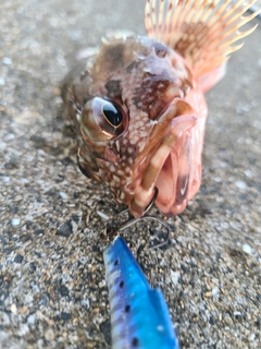 アラカブの釣果