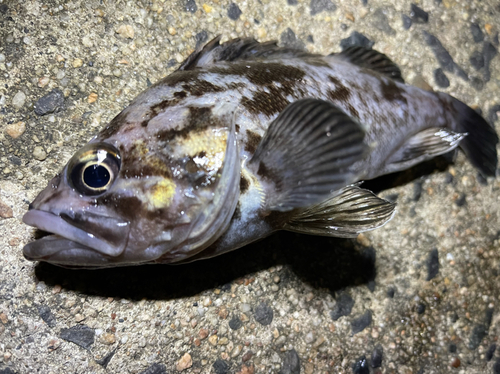 クロソイの釣果