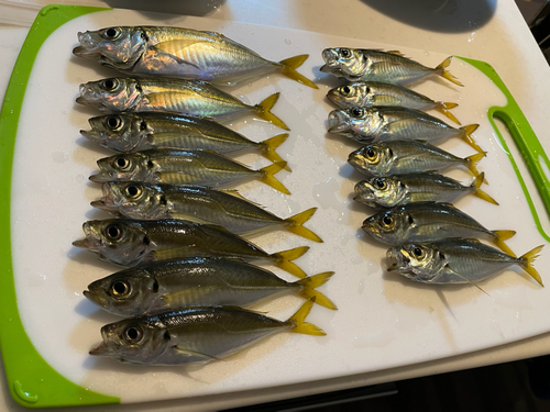 アジの釣果