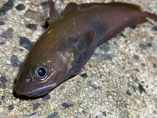 ドンコの釣果