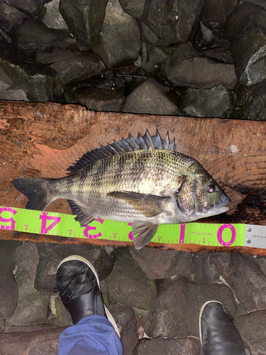 クロダイの釣果