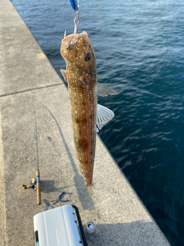 エソの釣果