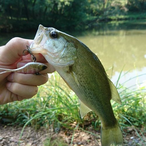 ブラックバスの釣果