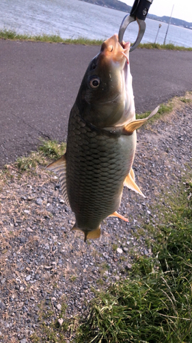 コイの釣果