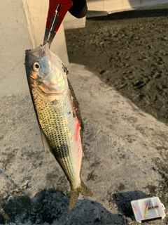 コノシロの釣果