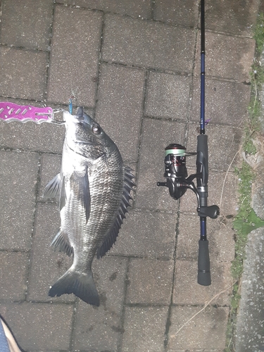 クロダイの釣果