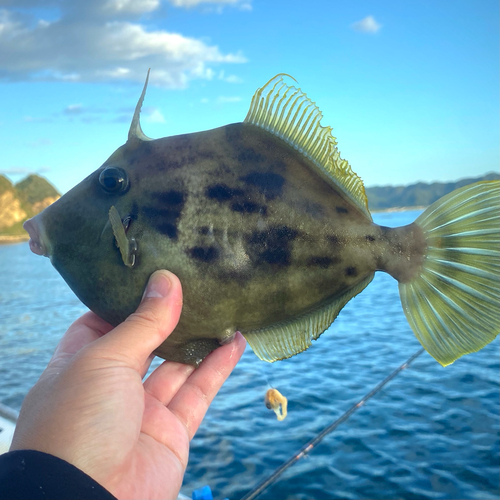 カワハギの釣果