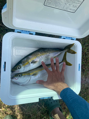 イナダの釣果