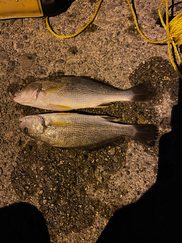 ニベの釣果