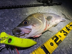 シーバスの釣果