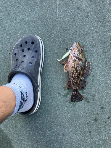 カサゴの釣果