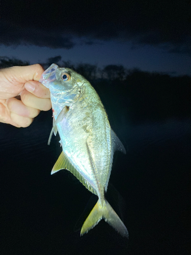 メッキの釣果