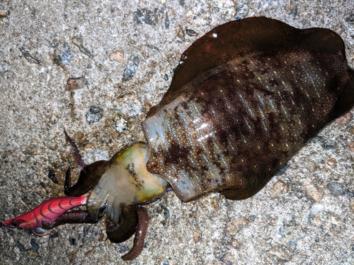 アオリイカの釣果