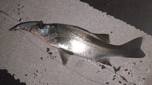 ヒラスズキの釣果