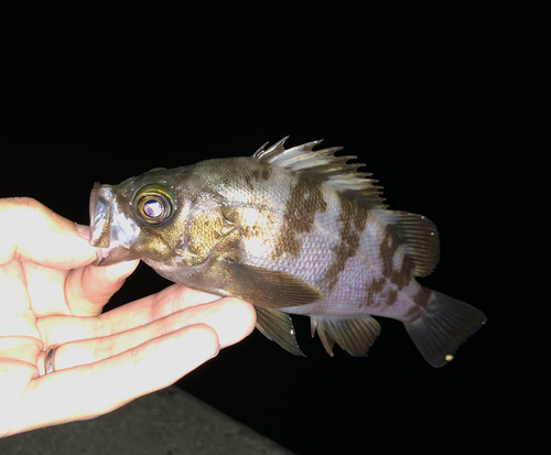 メバルの釣果