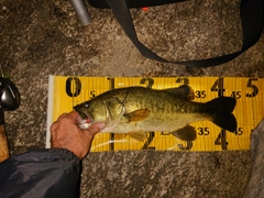 ブラックバスの釣果