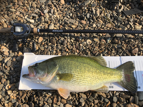 ブラックバスの釣果