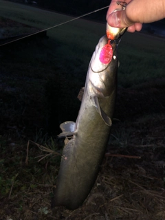 ナマズの釣果