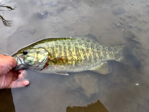 スモールマウスバスの釣果