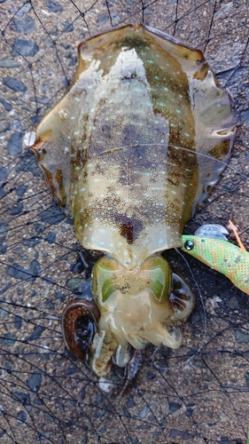 アオリイカの釣果