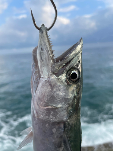 サゴシの釣果