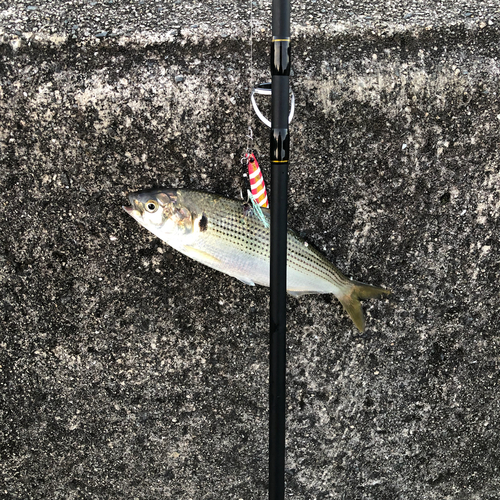 コノシロの釣果