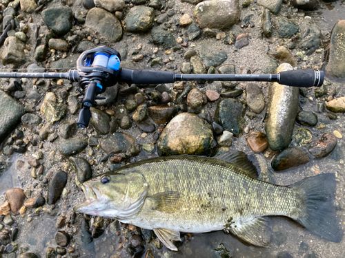 スモールマウスバスの釣果