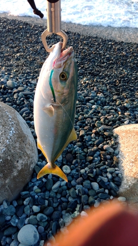 ワカシの釣果