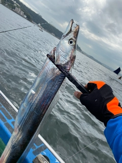 タチウオの釣果