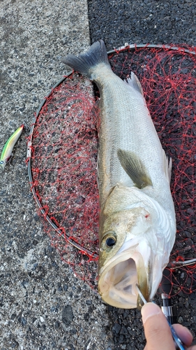 スズキの釣果