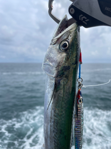 サゴシの釣果