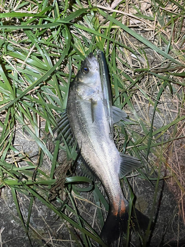 セイゴ（マルスズキ）の釣果