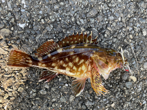 カサゴの釣果