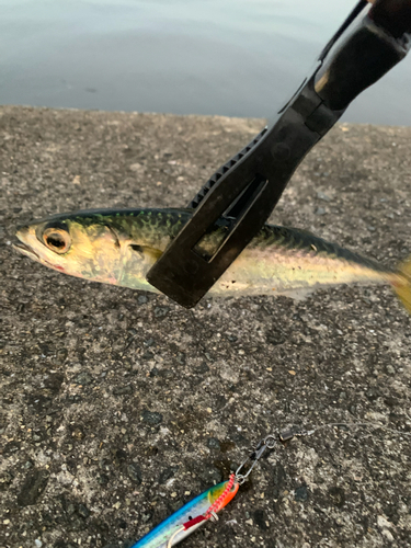 サバの釣果