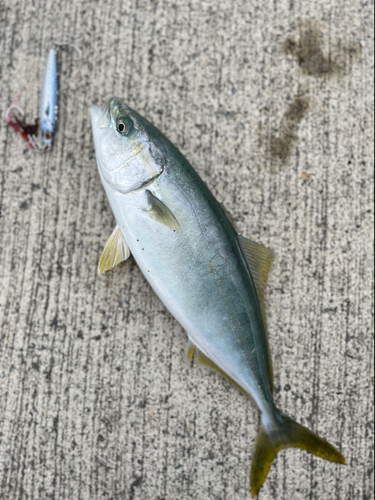 ワカシの釣果