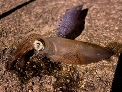 ホタルイカの釣果