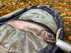 イワナの釣果