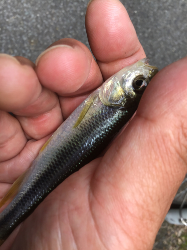 カワムツの釣果