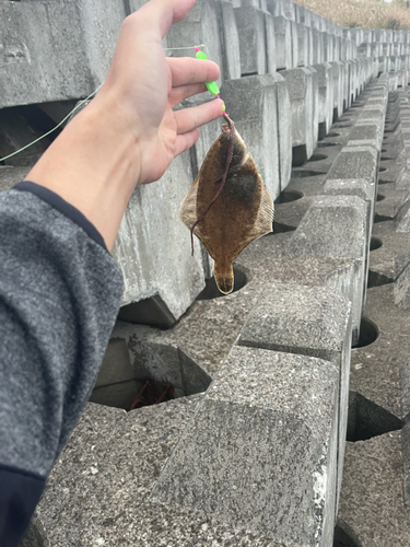 カレイの釣果