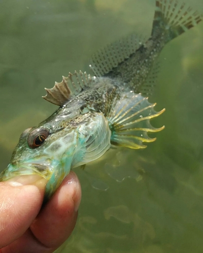 アナハゼの釣果