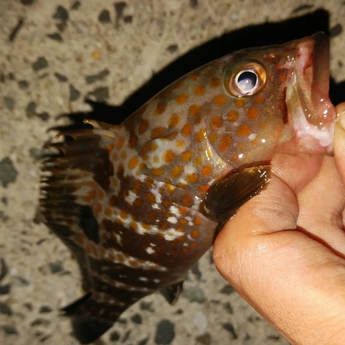 キジハタの釣果