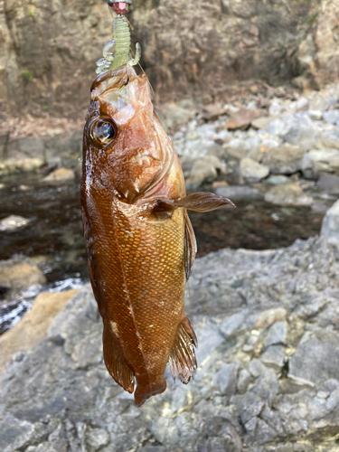 ガヤの釣果