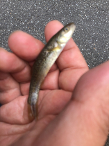 アブラハヤの釣果